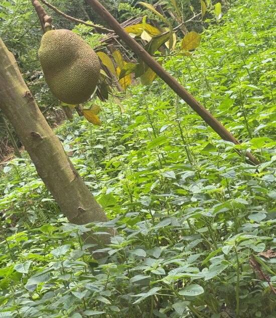 Africa CSID’s Role in Advancing Agroecological Transitions Through the Africa Food Systems Transformation Collective (AFSTC)