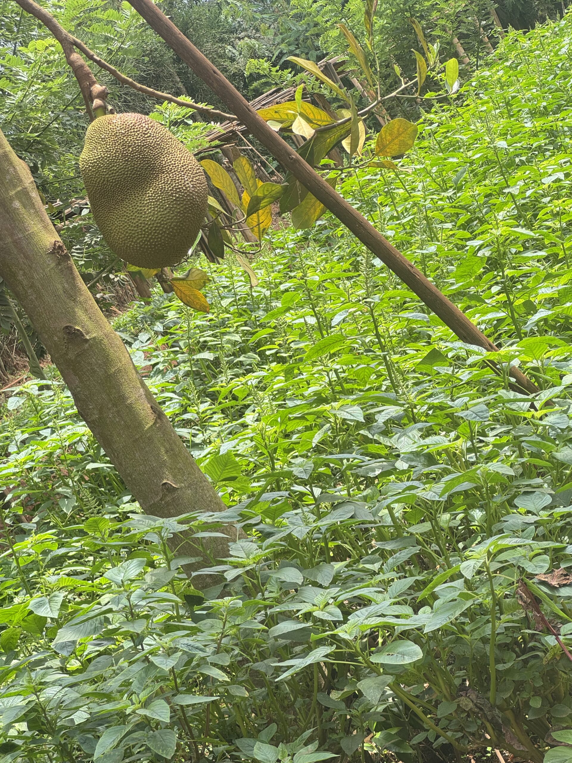 Africa CSID’s Role in Advancing Agroecological Transitions Through the Africa Food Systems Transformation Collective (AFSTC)